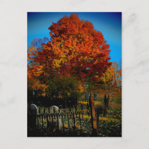 Forever Red Postcard