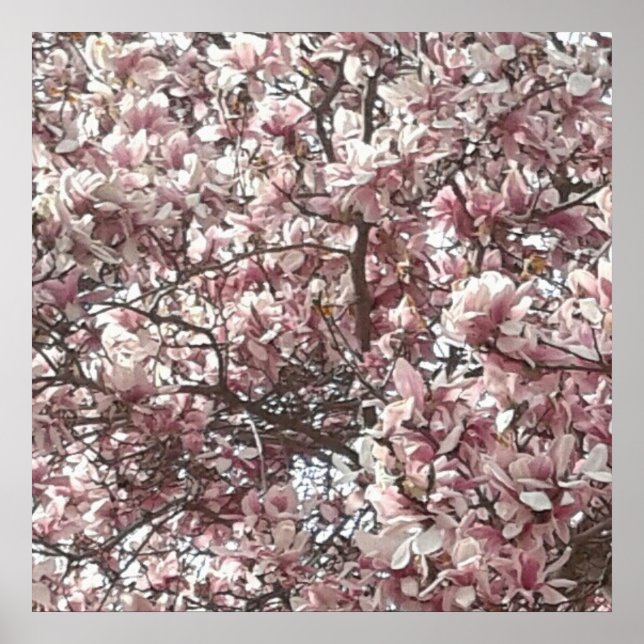 Forever Spring Magnolia Photography Poster (Front)