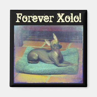 Forever Xolo! Magnet