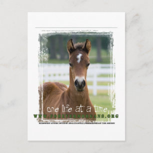 ForeverMorgans One Life at a Time Foal Postcard