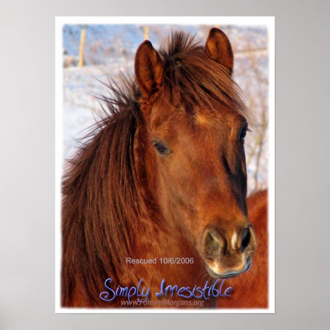ForeverMorgans Simply Irresistible Horse Poster (Front)