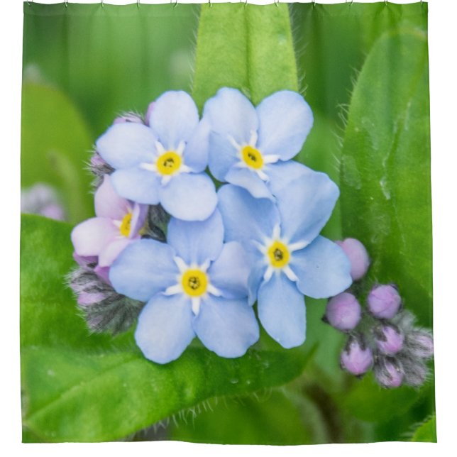 Forget-me-not (Front)