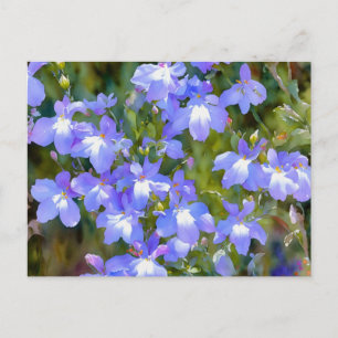 Forget Me Not Blue Flowers Postcard