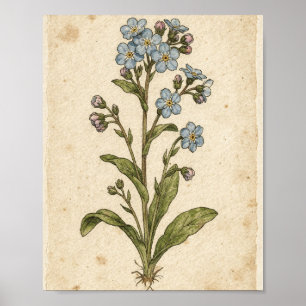 Forget-Me-Not Botanical Flower Art Poster