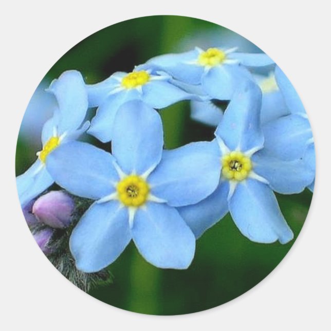 forget -me -not classic round sticker (Front)
