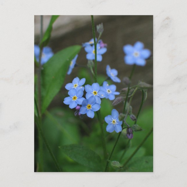 Forget-me-not flower postcard (Front)
