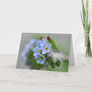 Forget Me Not Flowers Card
