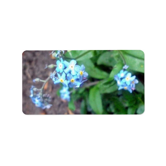 Forget-me-not flowers label (Front)