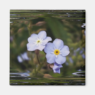 Forget me not flowers magnet