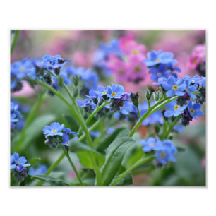 Forget-me-not flowers photo print