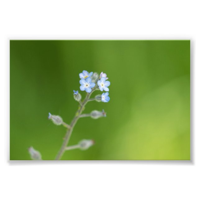 Forget-me-not Flowers Photo Print (Front)