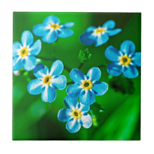 Forget-me-not flowers tile
