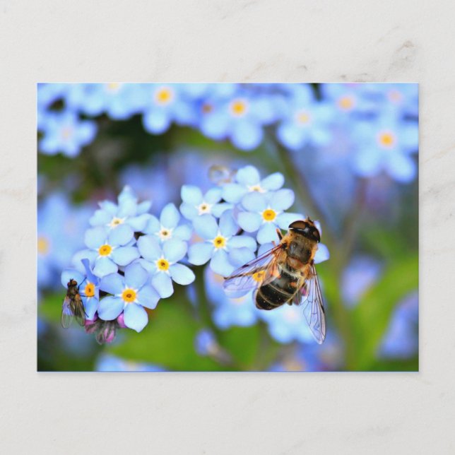 Forget-Me-Not Flowers with Hoverfly Postcard (Front)