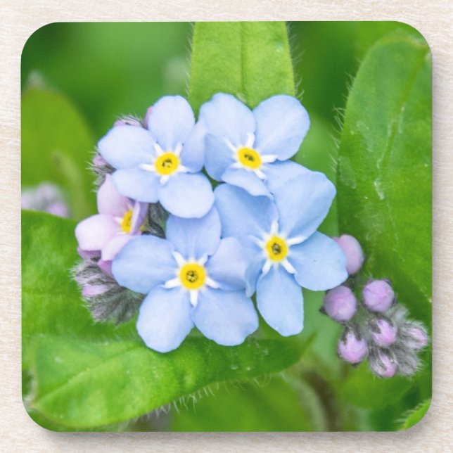 Forget-me-not, Hard plastic coaster (Front)