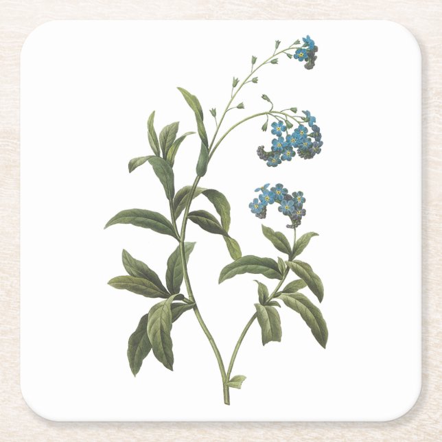 forget me-not(Myosotis scorpioides) by Redouté Square Paper Coaster (Front)