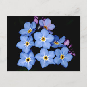 Forget-me-not Postcard