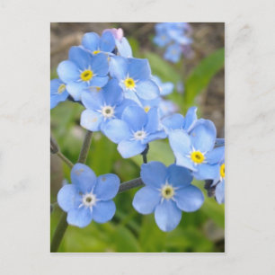 Forget Me Not Postcard