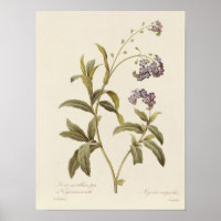 Forget-me-not