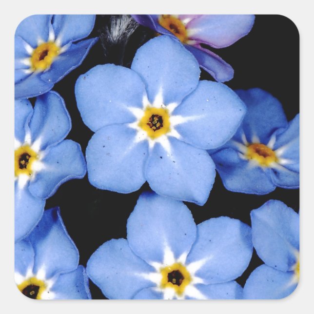 Forget-me-not Square Sticker (Front)
