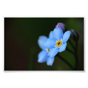 Forget-Me-Nots 10 Photo Print