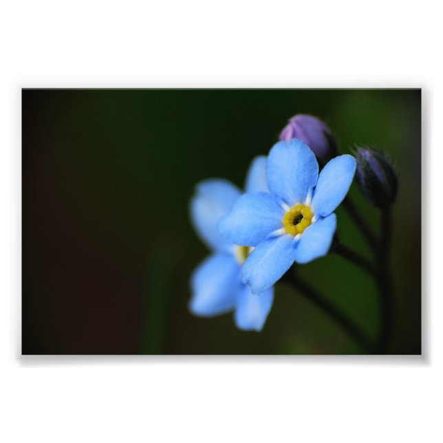 Forget-Me-Nots 10 Photo Print (Front)