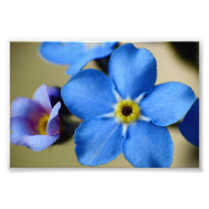 Forget-Me-Nots 11 Photo Print