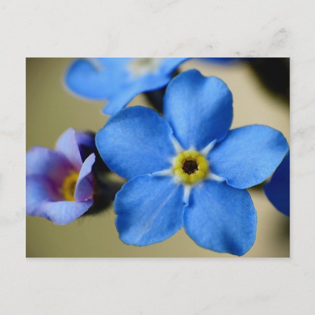 Forget-Me-Nots 11 Postcard (Front)