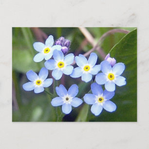 Forget Me Nots 2 Postcard
