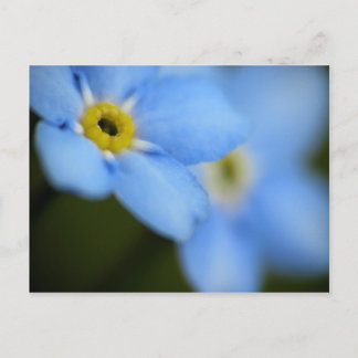 Forget-Me-Nots 9 Postcard