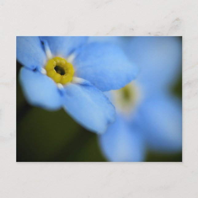 Forget-Me-Nots 9 Postcard (Front)