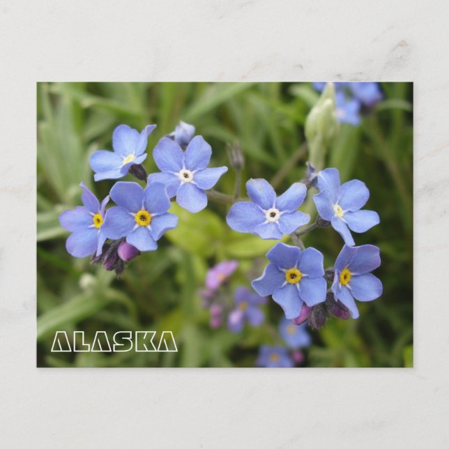 Forget-Me-Nots, Alaska State Flower Postcard (Front)