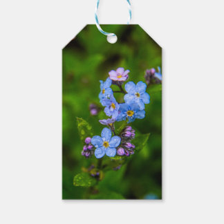 Forget-me-nots in the Rain Gift Tags