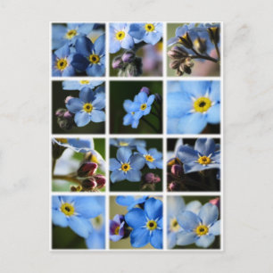 Forget-Me-Nots Montage 1 Postcard