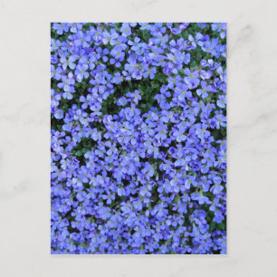 Forget Me Nots Postcard