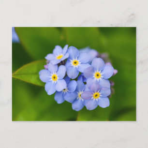 Forget-Me-Nots  Postcard