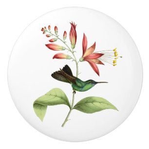Fork Tailed Wood Nymph Hummingbird Ceramic Knob