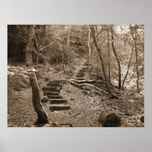 Forrest Steps XL Canvas Poster