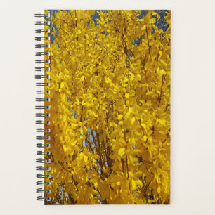 Forsythia Bush près