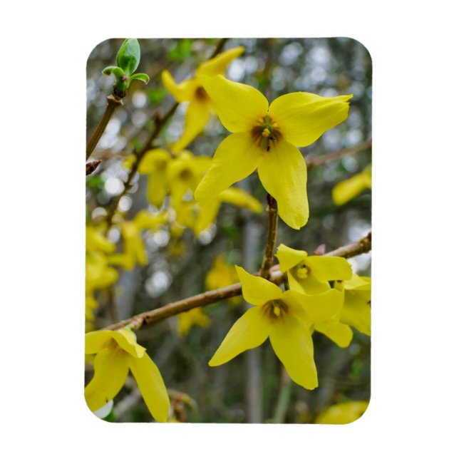 Forsythia in Springtime Magnet (Vertical)