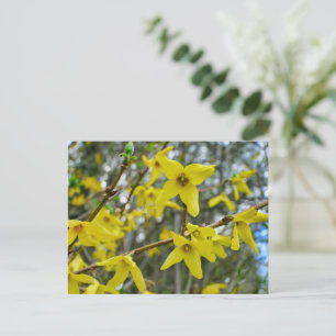 Forsythia in Springtime Postcard