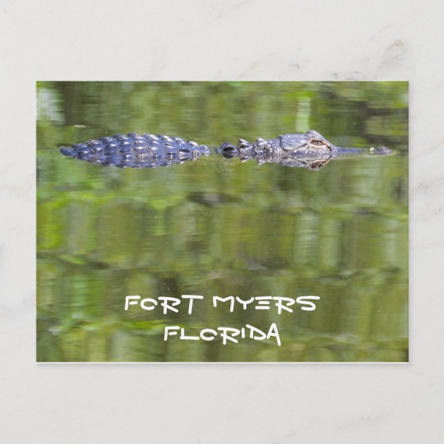 Fort Myers Alligator Card (Front)