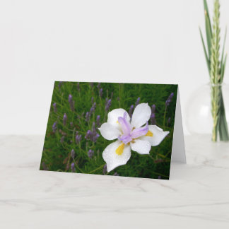 Fortnight Lily Card