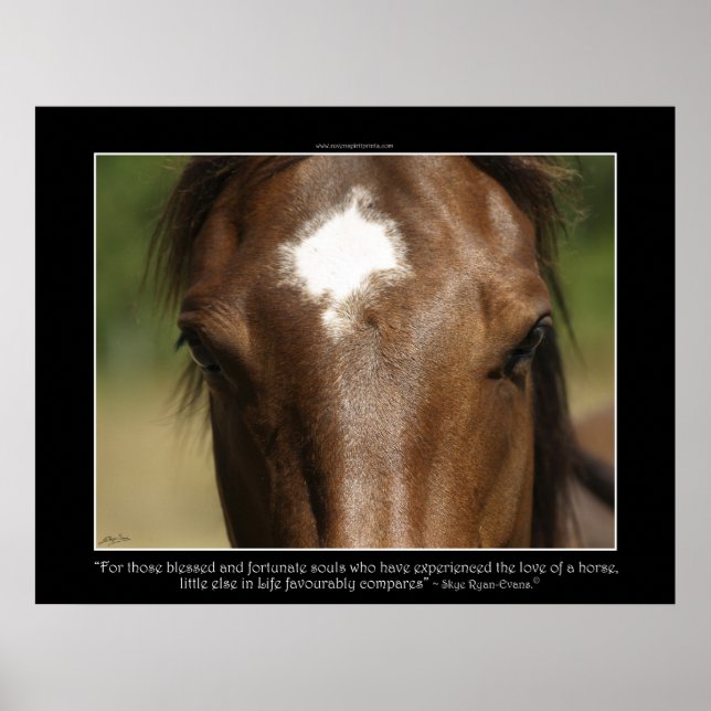 FORTUNATE ~ Chestnut Horse Photo Poster (Devant)