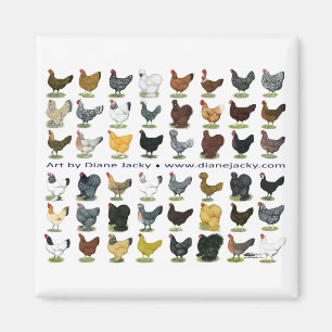 Forty-eight Hen Promo Magnet