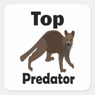Fossa Madagascar Carnivore Top Predator Square Sticker