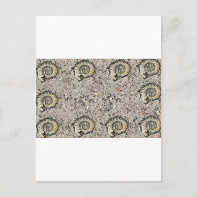 fossil background postcard (Front)