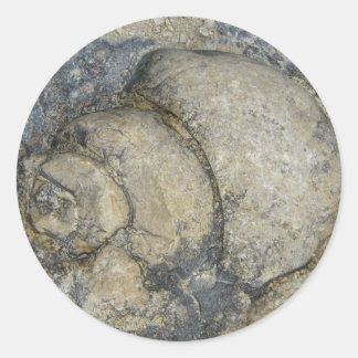 Fossil Classic Round Sticker
