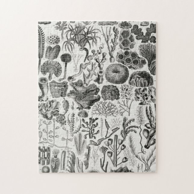 Fossil Coral Geology Minerals Polypi Jigsaw Puzzle (Vertical)
