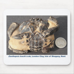 Fossil crab from the Eocene London Clay Mouse Pad