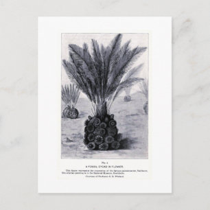 Fossil cycad in flower art postcard